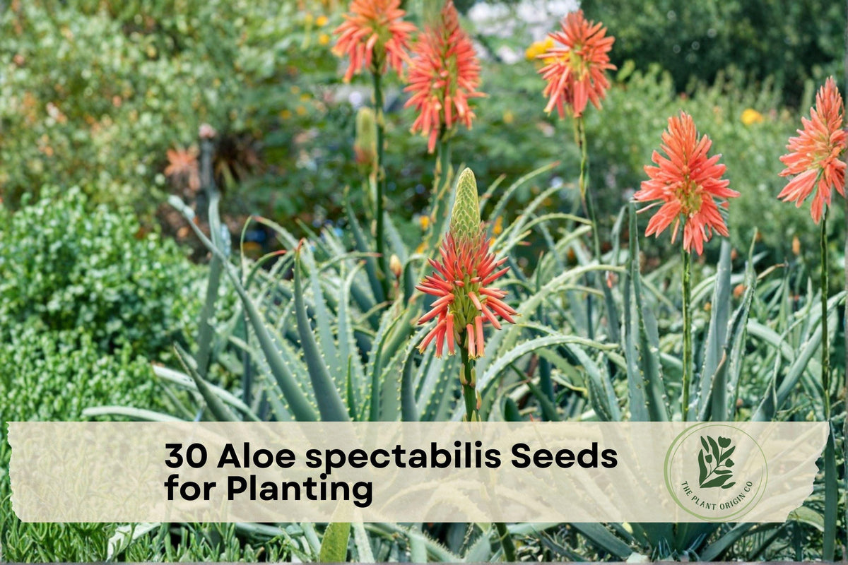 30 Aloe spectabilis Seeds for Ornamental Succulent - Large Rosette, Drought-Tolerant, Warm Climate, Indoor & Garden Cultivation