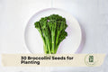 30 Broccolini Seeds - Aspabroc Hybrid Tender-Stem Broccoli for Home Gardening, Container Growing, Gourmet Vegetables