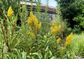 Showy Goldenrod Seeds - Solidago speciosa Native Pollinator Wildflower for Gardens & Prairies, 100 Seeds