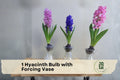 Hyacinth Bulb with Forcing Vase - Indoor Spring Flowering Fragrant Hyacinthus orientalis Gift Set