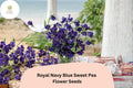 Royal Navy Blue Sweet Pea Seeds | Deep Blue Climbing Flower | Lathyrus odoratus