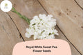 Royal White Sweet Pea Seeds | Climbing Flower, White, Lathyrus odoratus | Garden Trellis & Fence Climber