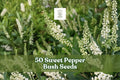 50 Sweet Pepper Bush Seeds - Fragrant White Flowering Shrub - Clethra alnifolia - Shade Tolerant, Moist Soil Adaptable