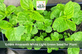 500 Amaranth Seeds White Light Green Edible Leafy Greens