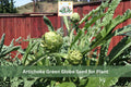 10 Seeds Artichoke Green Globe Heirloom Vegetable Garden Plant