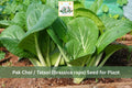 500 Tatsoi Seeds Pak Choi Asian Greens Mild Flavor Cool Season