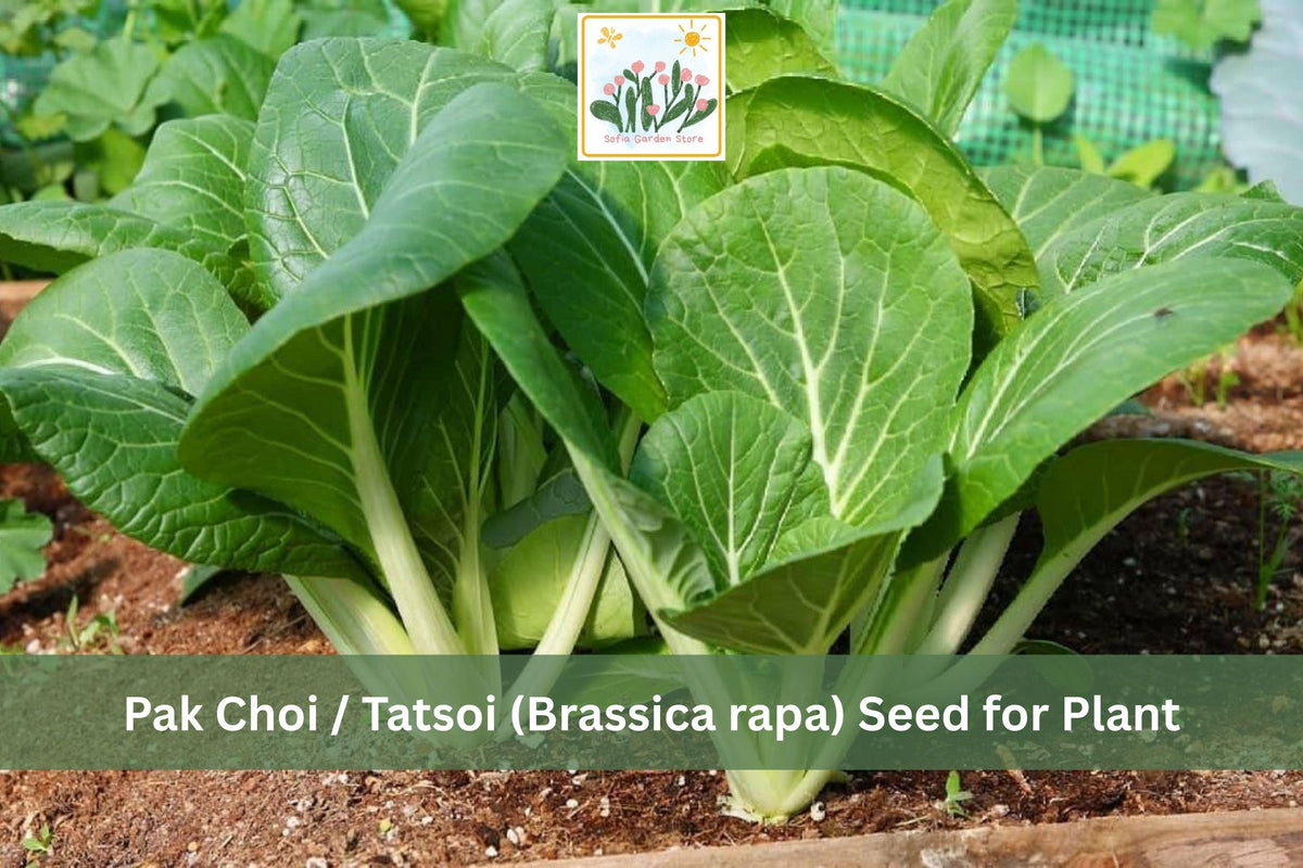 500 Tatsoi Seeds Pak Choi Asian Greens Mild Flavor Cool Season