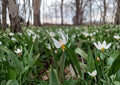 White Trout Lily Seeds - Native Spring Wildflower, Shade Garden, Erythronium albidum, Early Blooming, Pollinator-Friendly, 5 Seeds