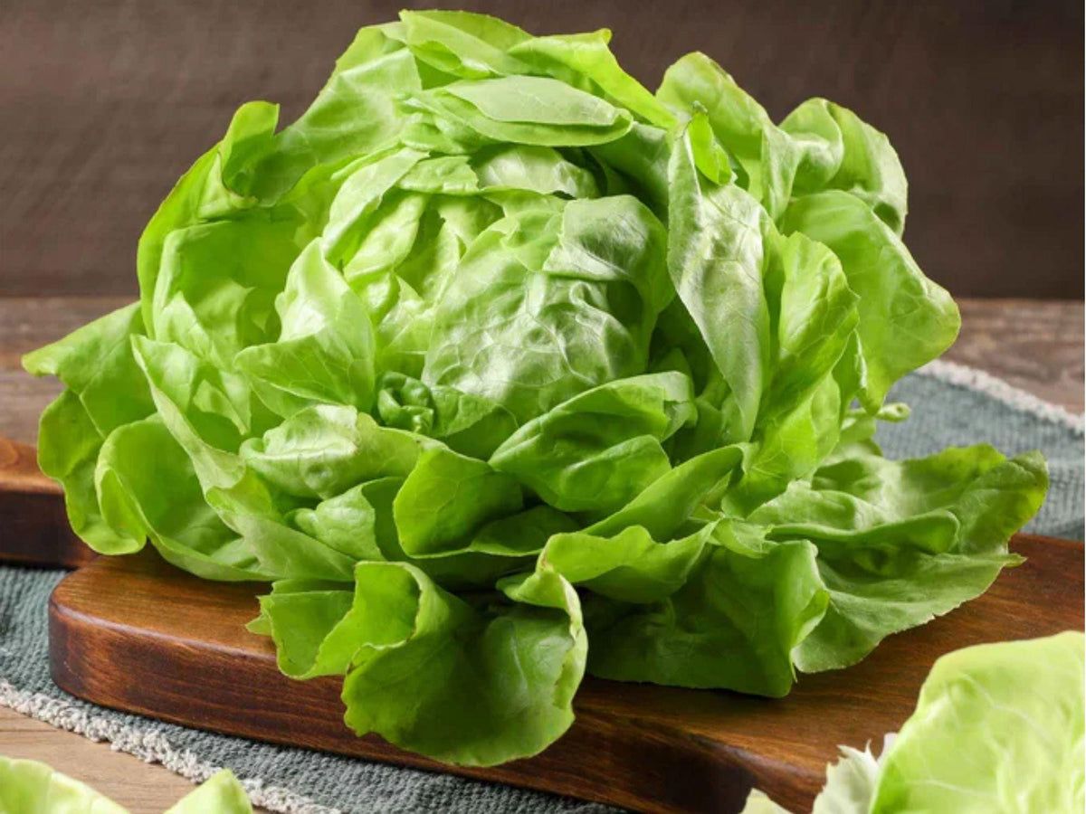 Bibb Butterhead Lettuce Seeds – Heirloom, Non-GMO, Compact Garden Variety, Lactuca sativa, 1000 Seeds