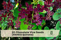 20 Chocolate Vine Seeds Akebia quinata Perennial Climbing Vine Fragrant Purple Flowers Garden Screening