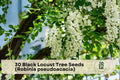 30 Black Locust Tree Seeds Robinia pseudoacacia Fast-Growing Fragrant Flowering Deciduous Hardwood