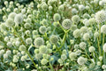 Rattlesnake Master Seeds - Eryngium yuccifolium, Native Prairie Perennial for Pollinator Gardens, 100 Seeds