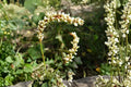 Smartweed Seeds - Persicaria Punctata Pink Wetland Wildflower for Rain Gardens & Wetlands, Native North American Annual
