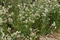 Sweet Everlasting Seeds – Native Wildflower for Pollinator Gardens, Dried Arrangements, Pseudognaphalium obtusifolium