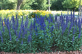 Blue Sage Seeds - Salvia Farinacea, Pollinator Garden, Drought Tolerant, Perennial, 100 Seeds