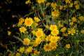Yellowray Goldfields Seeds - Native Wildflower, Pollinator Garden, Lasthenia glabrata, Bright Yellow Daisy-Like Blooms, Spring Annual