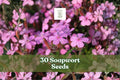 Soapwort Seeds for Planting - 30 Seeds, Hardy Perennial with Pink to White Flowers, Saponaria officinalis
