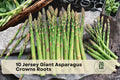Jersey Giant Asparagus Crowns - 10 Bare Root Perennial Vegetable Plants - Asparagus officinalis