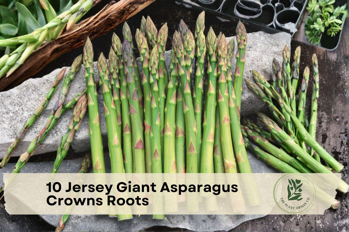Jersey Giant Asparagus Crowns - 10 Bare Root Perennial Vegetable Plants - Asparagus officinalis
