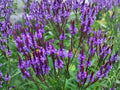 100 Seeds Blue Vervain - Verbena hastata Native Perennial Wildflower Pollinator Plant