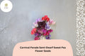 Carnival Parade Semi-Dwarf Sweet Pea Seeds | Multi-Color Climbing Flower for Garden, Trellis & Containers | Lathyrus odoratus
