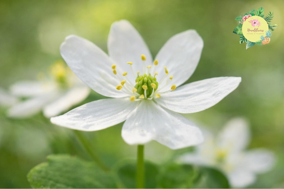 Bare-root Windflower Rue Anemone Mix - Anemonella thalictroides Perennial Wildflower for Shade Garden Planting