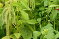 Edible Amaranth Seeds, White Light Green, Leafy Vegetable, Microgreens, 500 Seeds