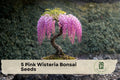 Pink Wisteria Bonsai Seeds – 5 Pack, Cascading Pink Blooms, Wisteria spp., Ornamental Climbing Vine for Bonsai & Garden