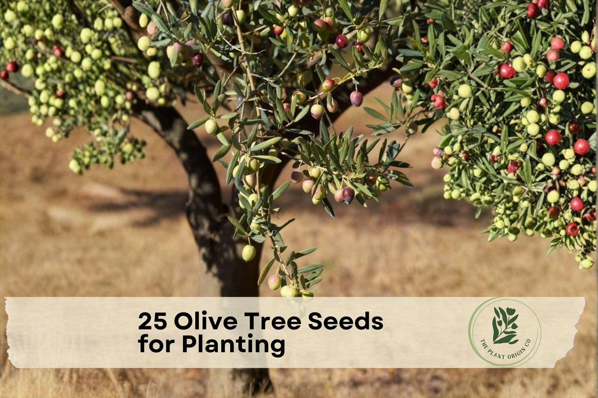 25 Olive Tree Seeds for Planting - Olea europaea Evergreen Tree for Gardens & Containers