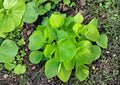 Edible Amaranth Seeds White Light Green Heat Tolerant 500 Seeds, Nutritious Leafy Green, Fast-Growing Vegetable, Heirloom, Kitchen Garden