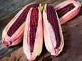 Bloody Butcher Corn Seeds – Heirloom Red Dent Variety for Decoration, Flour & Feed | Non-GMO, 50 Seeds