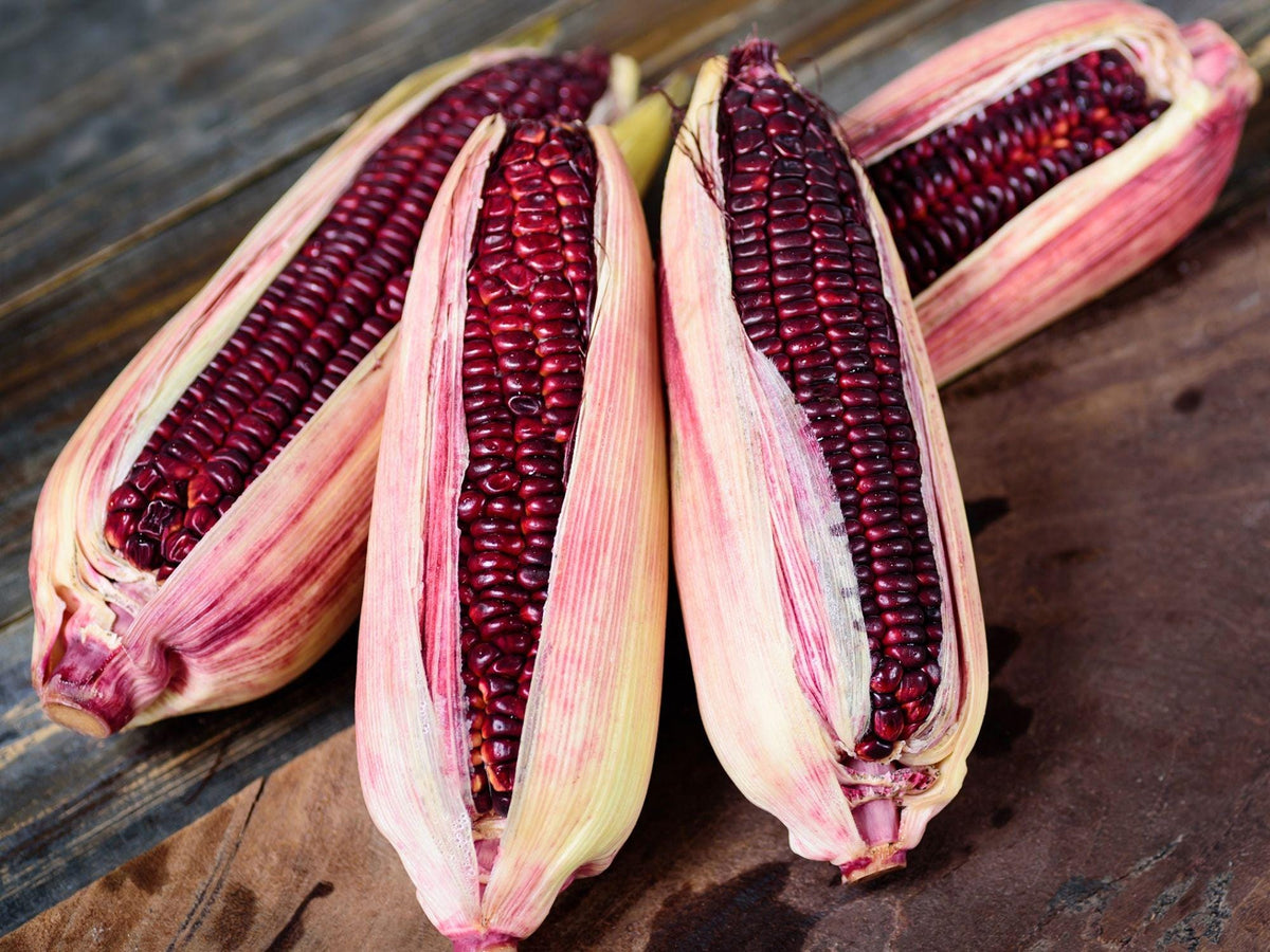Bloody Butcher Corn Seeds – Heirloom Red Dent Variety for Decoration, Flour & Feed | Non-GMO, 50 Seeds
