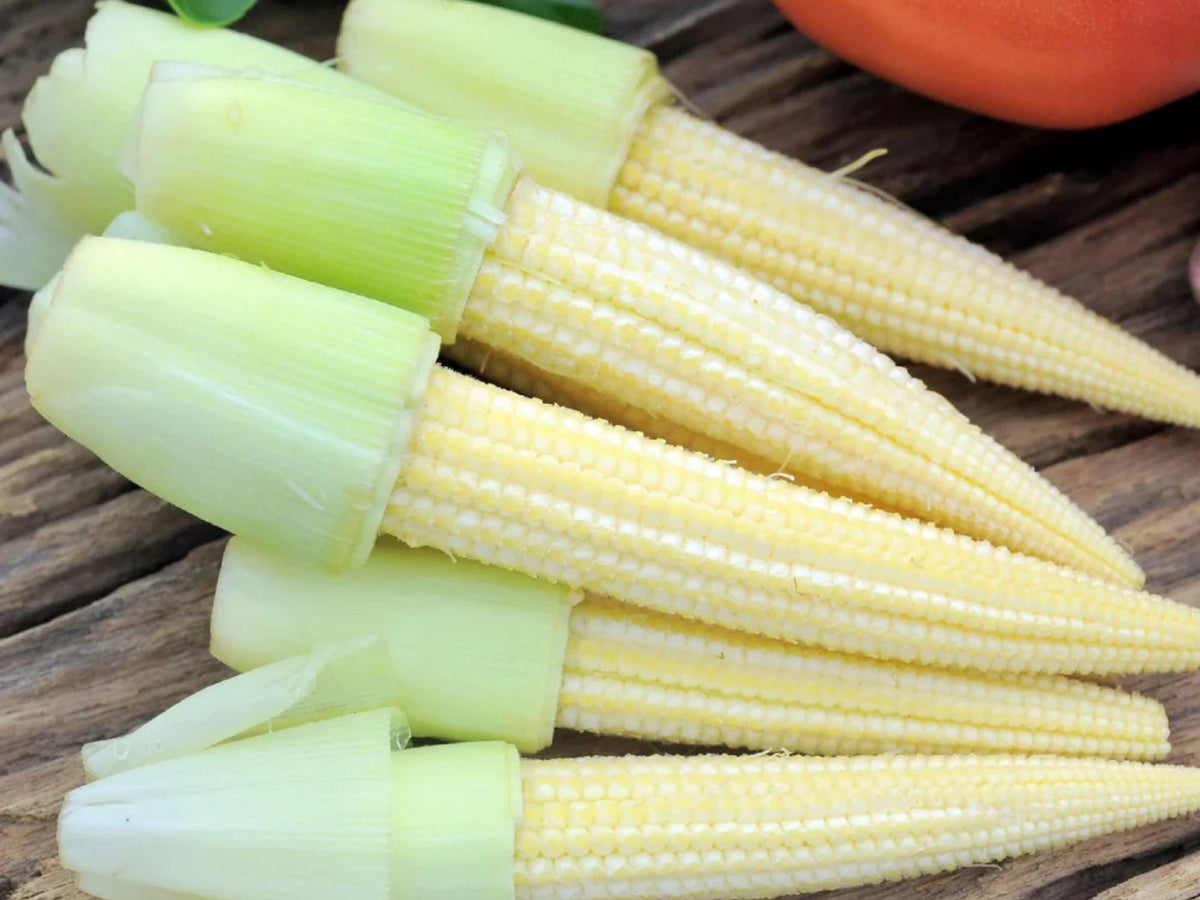 Japanese Hulless White Popcorn Seeds – Non-GMO, Tender, Hull-Free, White Baby Corn, Gourmet Popping Corn, 50 Seeds