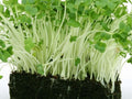 Curled Garden Cress Seeds – 1000 Non-GMO Peppery Herb for Microgreens & Salads | Fast-Growing, Heirloom, Frilly Leaves