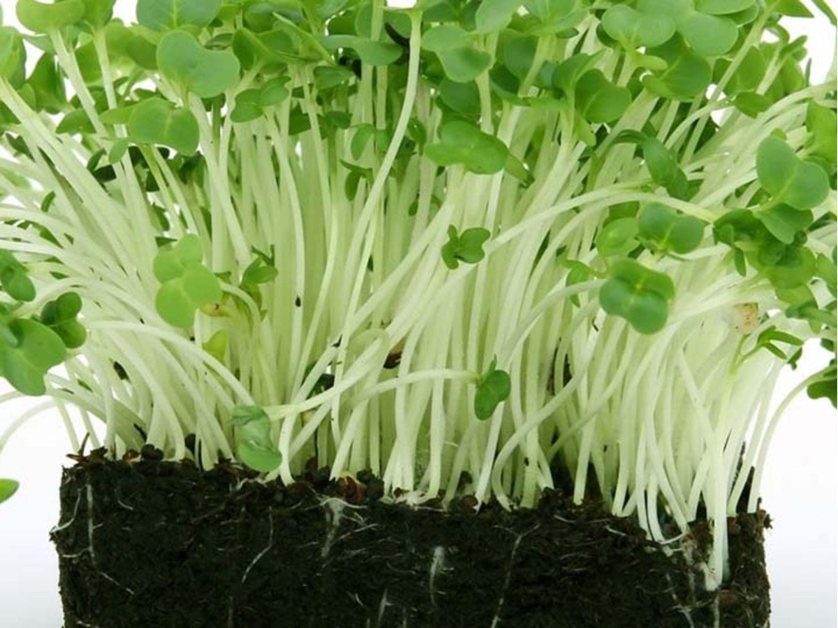 Curled Garden Cress Seeds – 1000 Non-GMO Peppery Herb for Microgreens & Salads | Fast-Growing, Heirloom, Frilly Leaves
