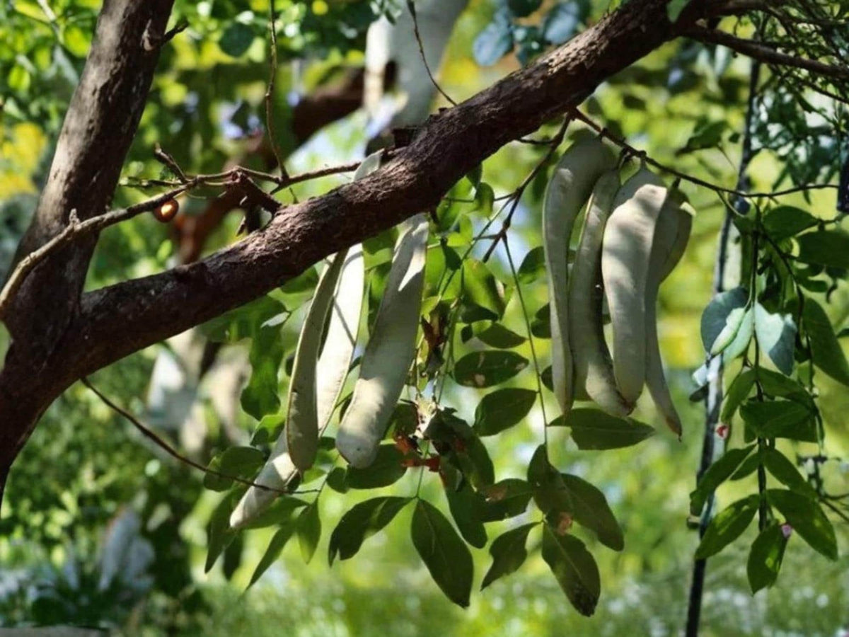 10 Seeds Chinese Honeylocust – Gleditsia sinensis – Soap Bean Exotic Tree