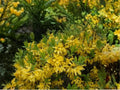 10 Seeds Weeping Forsythia suspensa – Golden Bell Shrub – Ornamental Flowering Bush