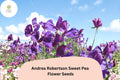 50+ Andrea Robertson Sweet Pea Seeds | Deep Purple Climbing Flower | Lathyrus odoratus | Garden Trellis, Fence, Arch