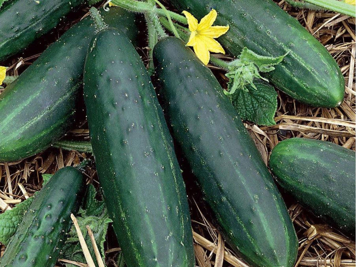 Spacemaster 80 Cucumber Seeds – Compact Bush Heirloom Non-GMO for Small Gardens & Containers (50 Seeds)