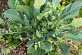 Broccoli Raab Seeds - Heirloom Italian Rapini, Non-GMO, Open Pollinated, Spring Rapini, 300 Seeds Pack