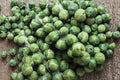 Brussels Sprouts Seeds – Long Island Improved Heirloom Non-GMO, Cold Hardy, High Yield, Organic Vegetable Garden Seeds