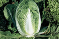 Matsushima Chinese Cabbage Seeds - 300 Heirloom Napa Seeds for Cool-Season Gardens - Brassica rapa Pekinensis Group