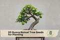 20 Guava Tree Seeds for Planting | Psidium guajava Tropical Bonsai & Container Growing Seeds