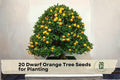 20 Dwarf Orange Tree Seeds for Planting, Citrus Sinensis, Container & Bonsai Growth
