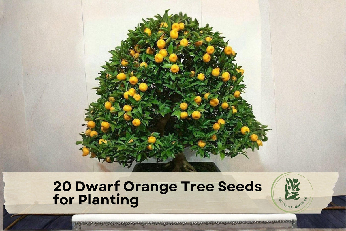 20 Dwarf Orange Tree Seeds for Planting, Citrus Sinensis, Container & Bonsai Growth