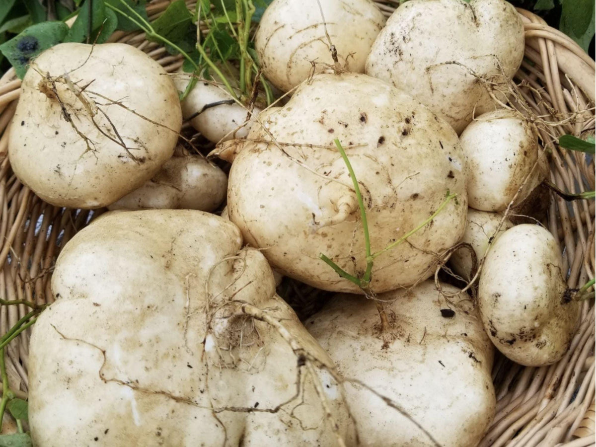 True Jicama Seeds – Heirloom Non-GMO Root Vegetable for Fresh Snacking & Cooking (Pachyrhizus erosus)