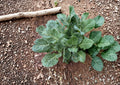 Champion Collard Seeds - Heirloom, Cold Hardy, High Yield, Leafy Vegetable, Garden Seeds, Brassica oleracea