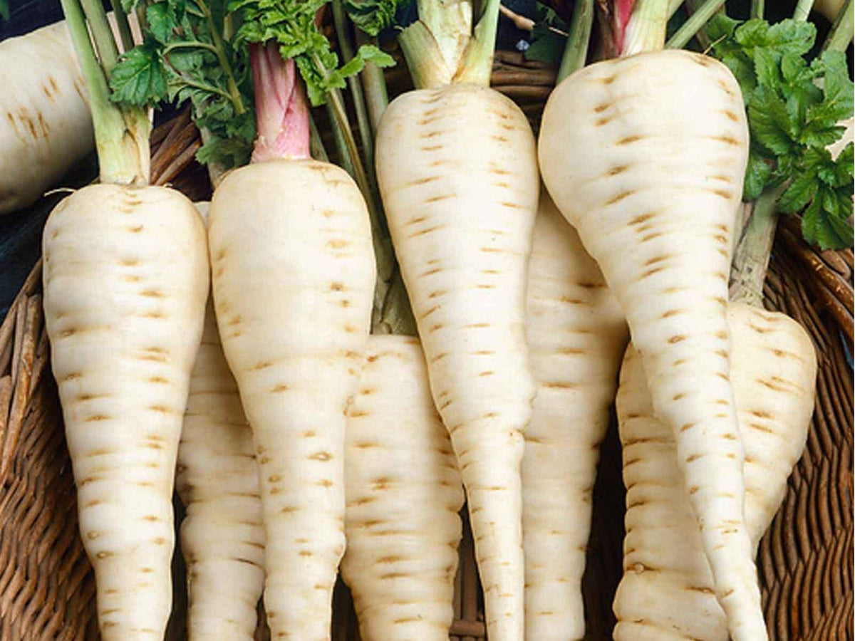 All American Parsnip Seeds – Heirloom Non-GMO Root Vegetable, White Tapered Roots, Pastinaca sativa, 100 Seeds