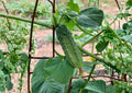 National Pickling Cucumber Seeds – Heirloom, Short Blocky Dark Green Fruits, Perfect for Pickling and Home Canning