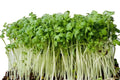 1000 Curled Cress Seeds - Heirloom Non-GMO Microgreens Herb - Pepper Cress, Garden Cress, Fast-Germinating, Edible Greens, Indoor & Outdoor